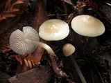 Mycena galericulata image