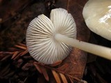 Mycena galericulata image