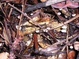 Marasmius quercophilus image