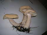 Macrocybe titans image