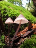 Mycena purpureofusca image