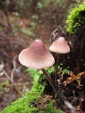 Mycena purpureofusca image