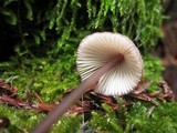 Mycena purpureofusca image
