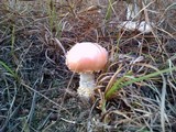 Amanita persicina image