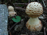 Amanita daucipes image
