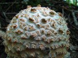 Amanita daucipes image