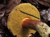 Boletus chrysenteron image