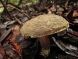 Boletus chrysenteron image