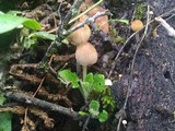 Coprinellus impatiens image