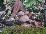 Coprinellus impatiens image