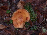 Suillus caerulescens image