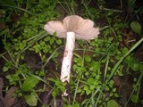Inocybe adaequata image