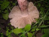 Inocybe adaequata image