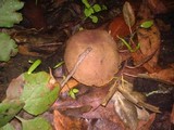 Boletus chrysenteron image