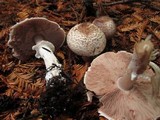 Agaricus hondensis image