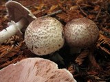 Agaricus hondensis image