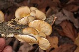 Sarcomyxa serotina image