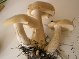 Macrocybe titans image
