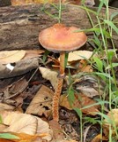 Leratiomyces squamosus var. thraustus image
