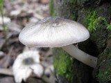 Pluteus salicinus image