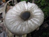 Pluteus salicinus image