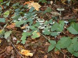 Stropharia aeruginosa image