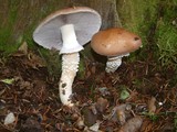 Stropharia hornemannii image