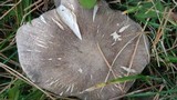Tricholoma terreum image