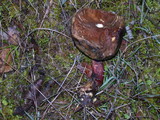 Boletus subtomentosus image