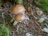 Stropharia hornemannii image