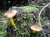 Pluteus romellii image