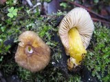 Pluteus romellii image