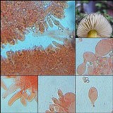 Pluteus romellii image