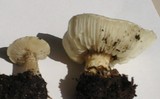 Melanoleuca verrucipes image