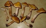 Tricholoma fumosoluteum image