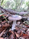 Amanita constricta image
