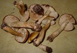 Tricholoma fumosoluteum image