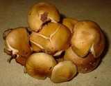 Tricholoma fumosoluteum image