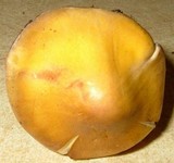 Tricholoma fumosoluteum image