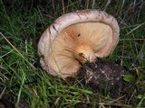 Paxillus involutus image
