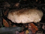 Paxillus involutus image