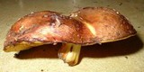 Suillus brevipes image