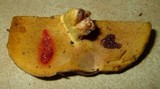 Suillus brevipes image