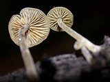 Simocybe centunculus var. centunculus image