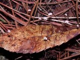 Marasmius quercophilus image