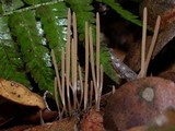 Macrotyphula juncea image