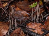 Macrotyphula juncea image