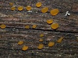 Dacrymyces capitatus image