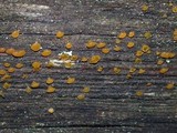 Dacrymyces capitatus image