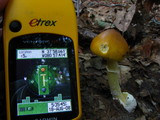 Amanita banningiana image
